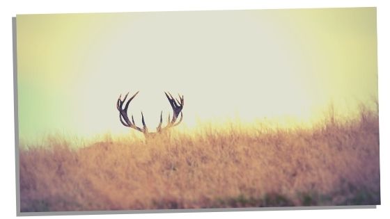 Antlers and Deer symbolism
