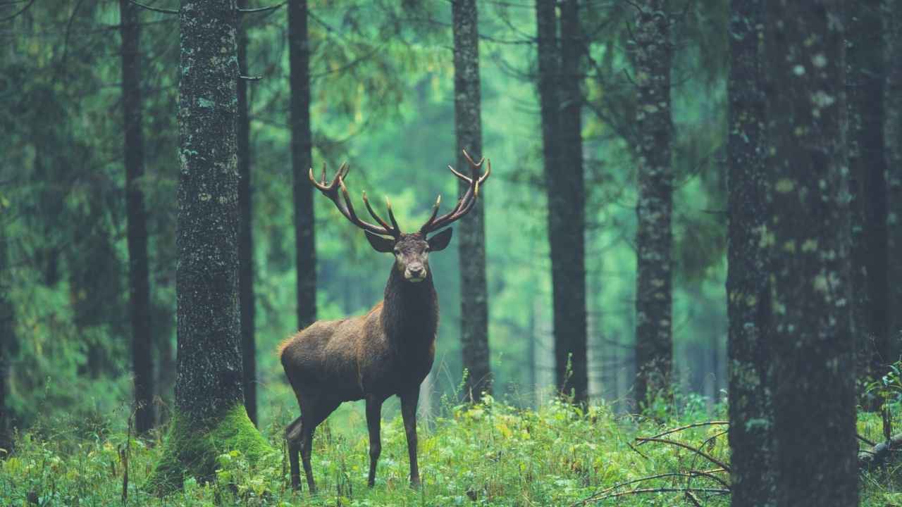 Deer Spiritual Meaning – What Does Seeing a Deer Actually Mean?