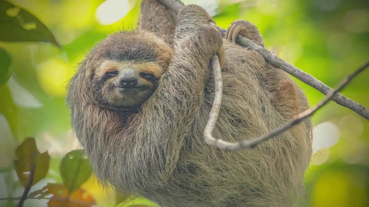 Secrets Of The Sloth Spirit Animal - Traits, Symbolism & More