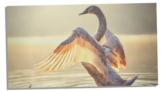 Spiritual Significance Of Swans