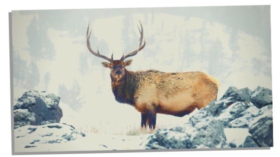negative traits Elk spirit animal 