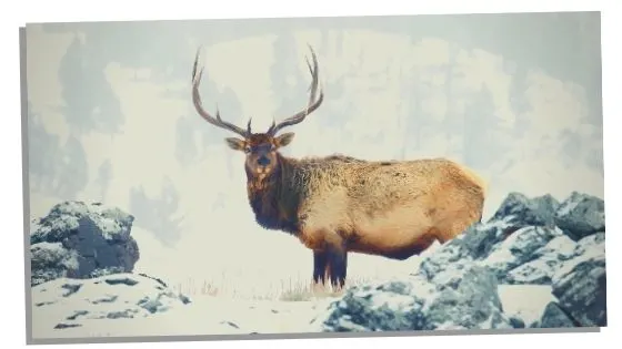 Astonishing Secrets Of The Elk Spirit Animal Revealed