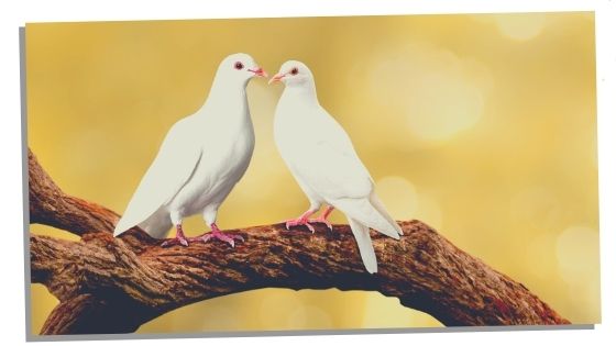 Dream Meaning Of A Pair Of Doves