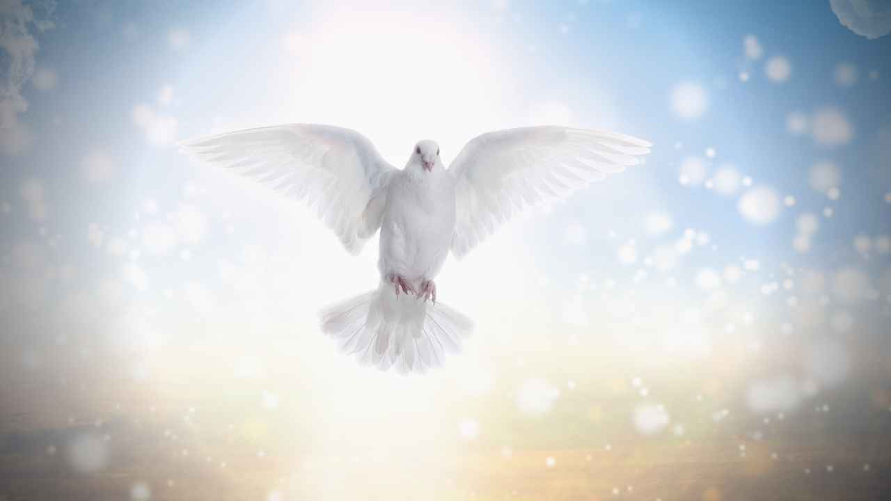 Is The Dove Your Spirit Animal? Amazing Meanings, Dreams, & Omens