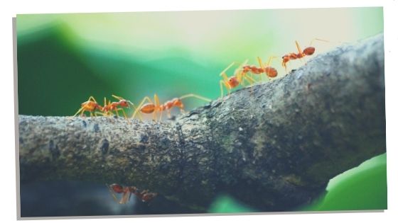 Life of ants spirit animal 