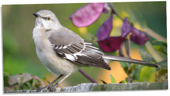 what is a mockingbird a symbol for
