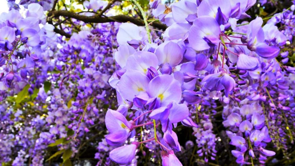 The Beautiful & Mysterious Wisteria What Does it Symbolise