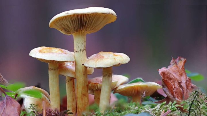 Mushrooms: Their Strange & Surprising Symbolic Meanings