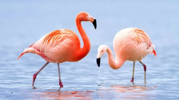 Two flamingos in water