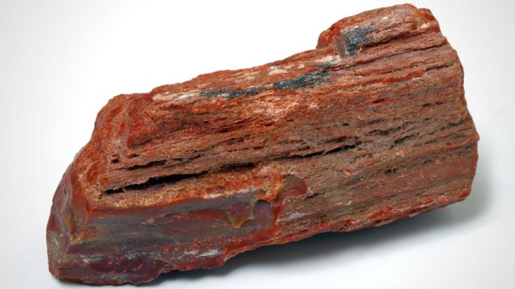 Petrified Wood A Guide To Its Meaning Properties Uses
