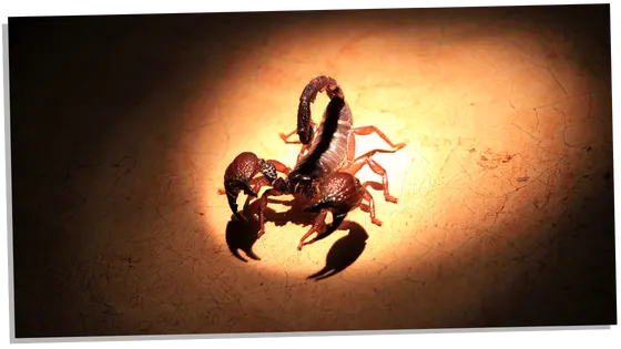 The scorpion as a symbol for power