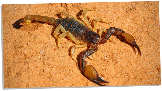 Brown scorpion in the desert