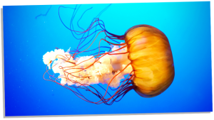 The Mystical Symbolism of Jellyfishes – 10 Amazing Meanings