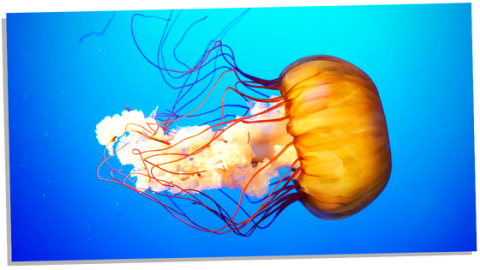 The Mystical Symbolism of Jellyfishes – 10 Amazing Meanings