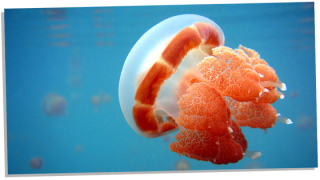 The Mystical Symbolism of Jellyfishes – 10 Amazing Meanings