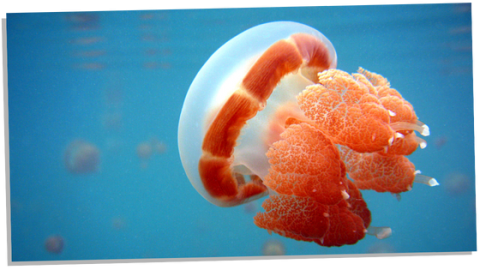 The Mystical Symbolism of Jellyfishes – 10 Amazing Meanings