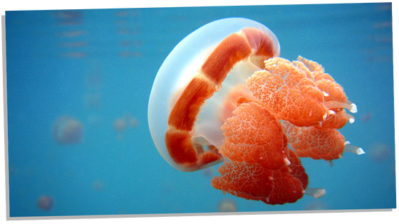Jellyfish omen