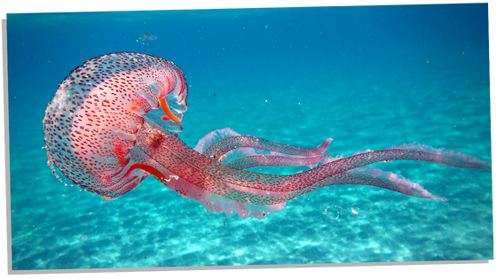 Symbolism of the jellyfish