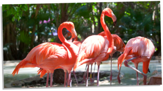 The Secrets of Flamingo Symbolism: 10 Meanings Explored - Subconscious