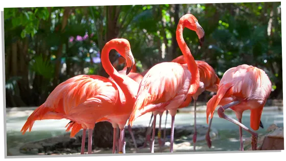 flamingo in a dream