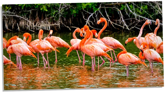 Flamingo symbolism across cultures
