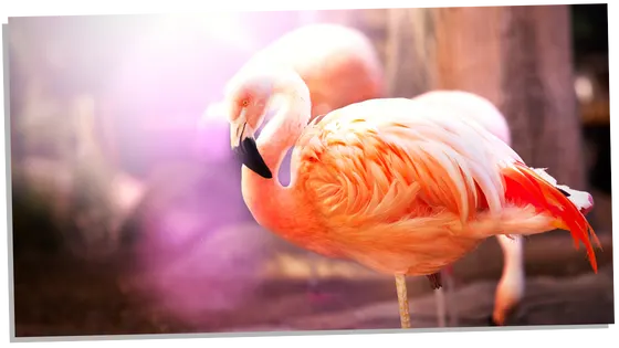 Pink flamingo spiritual meaning
