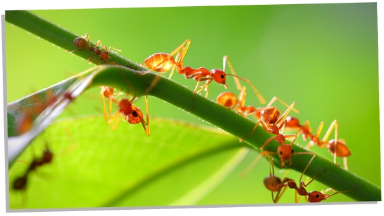 Ant symbolism in different cultures
