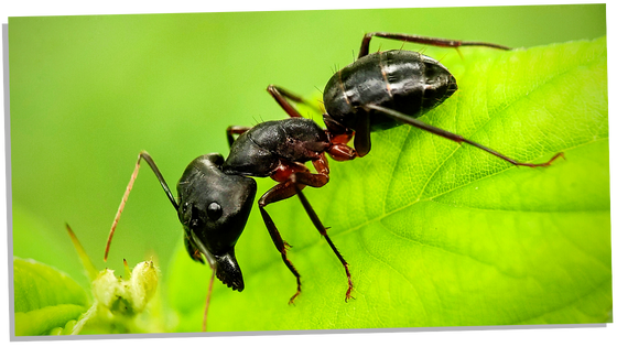 Black ant symbolism