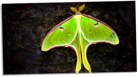 Luna Moth Symbolism: 12 Amazing Meanings Explored - Subconscious Servant