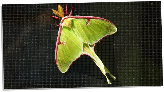 Image of Luna Moth in dreams