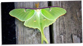 Luna Moth Symbolism: 12 Amazing Meanings Explored - Subconscious Servant