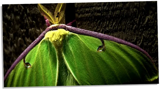 Image of Luna Moth Spiritual Symbolism