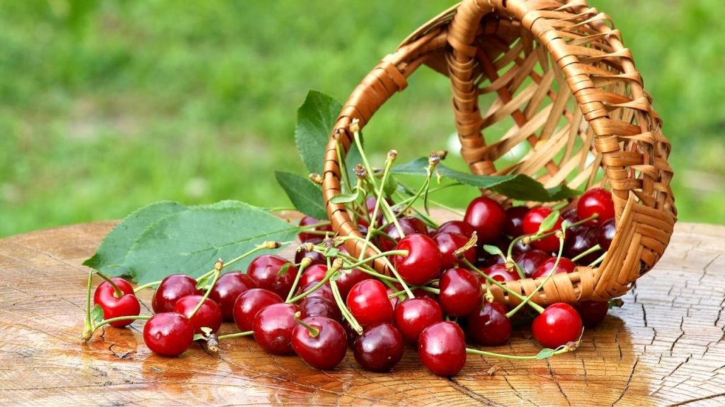 The Mysterious Symbolism of Cherries An Interesting Guide