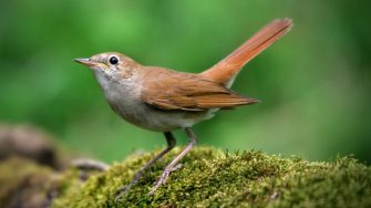 Nightingale Symbolism: 8 Fascinating Meanings Explored - Subconscious