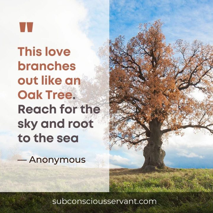 Oak tree quotes about love