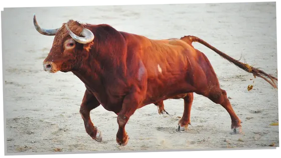 Charging Bull