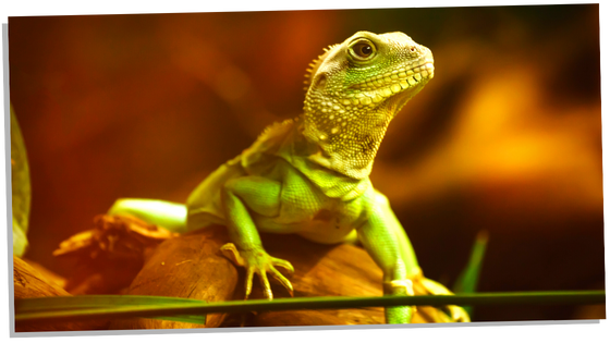 Gecko Spiritual Meaning: A Message To Face Your Fears