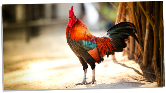 Rooster and its spiritual meanings