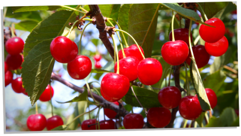 The Mysterious Symbolism of Cherries – An Interesting Guide ...
