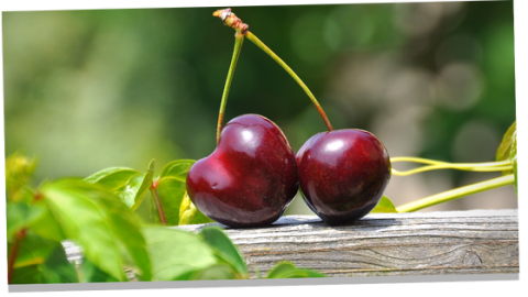 The Mysterious Symbolism of Cherries – An Interesting Guide