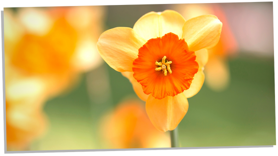 Orange Daffodils